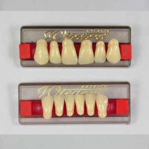 Zęby Wiedent  G1-06D